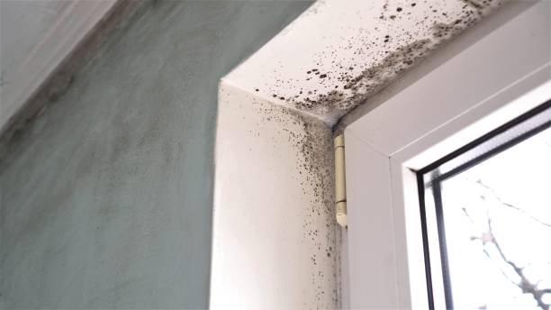 Best Commercial Mold Removal  in Heidelberg, TX
