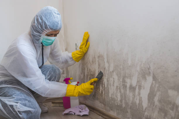 Best Residential Mold Removal  in Heidelberg, TX