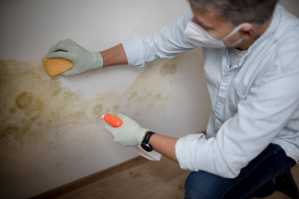 Best Mold Damage Repair  in Heidelberg, TX