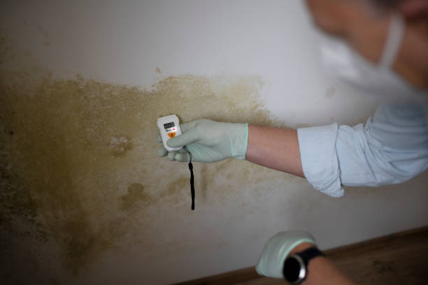 Mold Testing and Removal in Heidelberg, TX