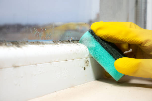 Best Mold Damage Repair  in Heidelberg, TX