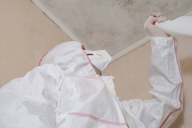 Best Mold Damage Repair  in Heidelberg, TX