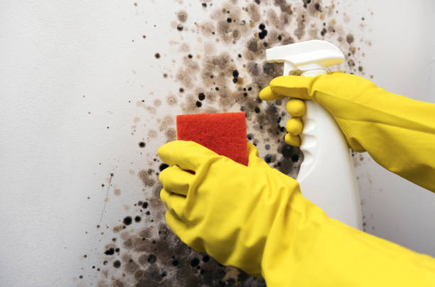 Best Affordable Mold Removal  in Heidelberg, TX