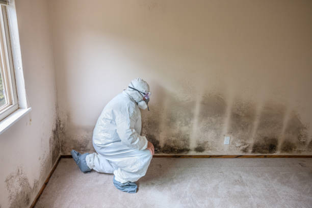 Best Commercial Mold Removal  in Heidelberg, TX