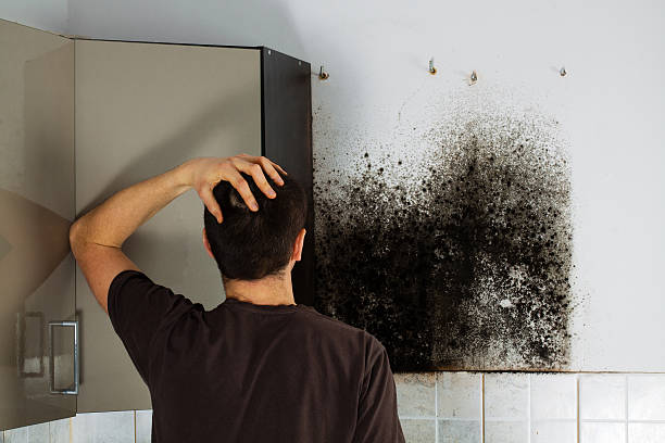 Best Fast Mold Removal  in Heidelberg, TX
