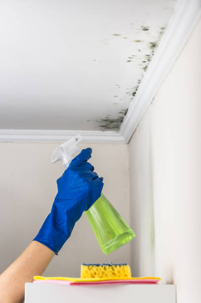 Best Office Mold Removal Services  in Heidelberg, TX