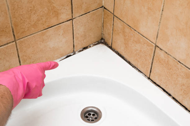 Best Mold Removal Company Near Me  in Heidelberg, TX